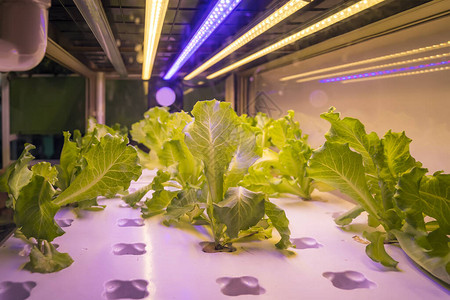 使用LED轻式室内农场有机水栽植物种植图片