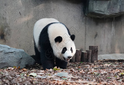 巨型熊猫在Chengd高清图片