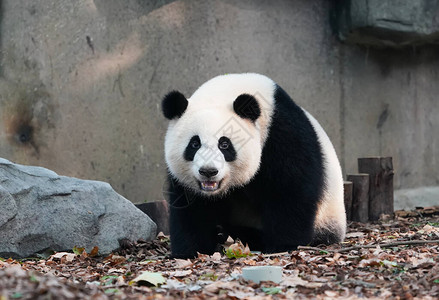 巨型熊猫在Chengd高清图片