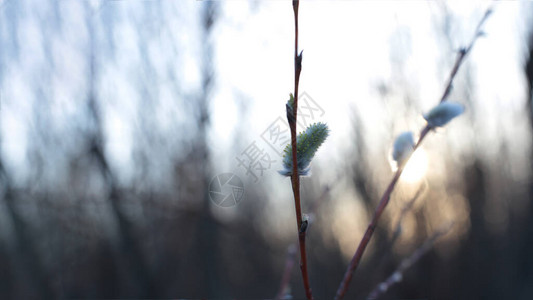 光生树枝有小芽蓝天自然春天背背景图片