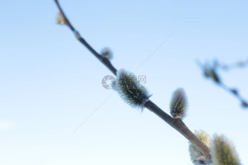 光生树枝有小芽蓝天自然春天背图片