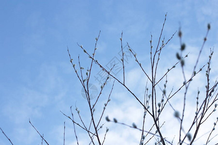 光生树枝有小芽蓝天自然春天背图片