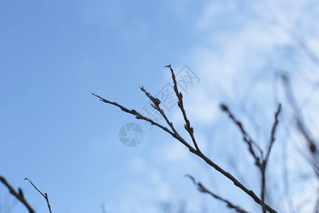 光生树枝有小芽蓝天自然春天背背景图片