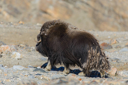 格陵兰苔原的MuskoxOvibosmosc图片