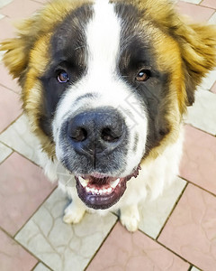 莫斯科警卫狗棕色宠物毛图片