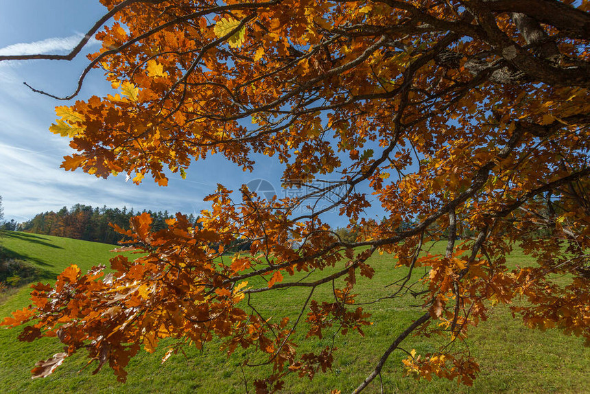 秋天的秋色橡树枝图片