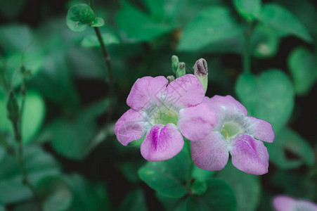 长春花植物长春花长春花或lochnerarosea图片