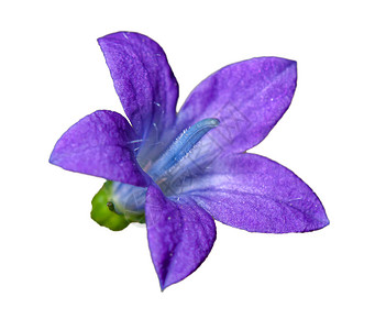 紫色的花朵在图片