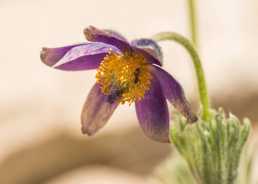 花朵上爬着有黄中宏的紫色薄饼pulsati图片