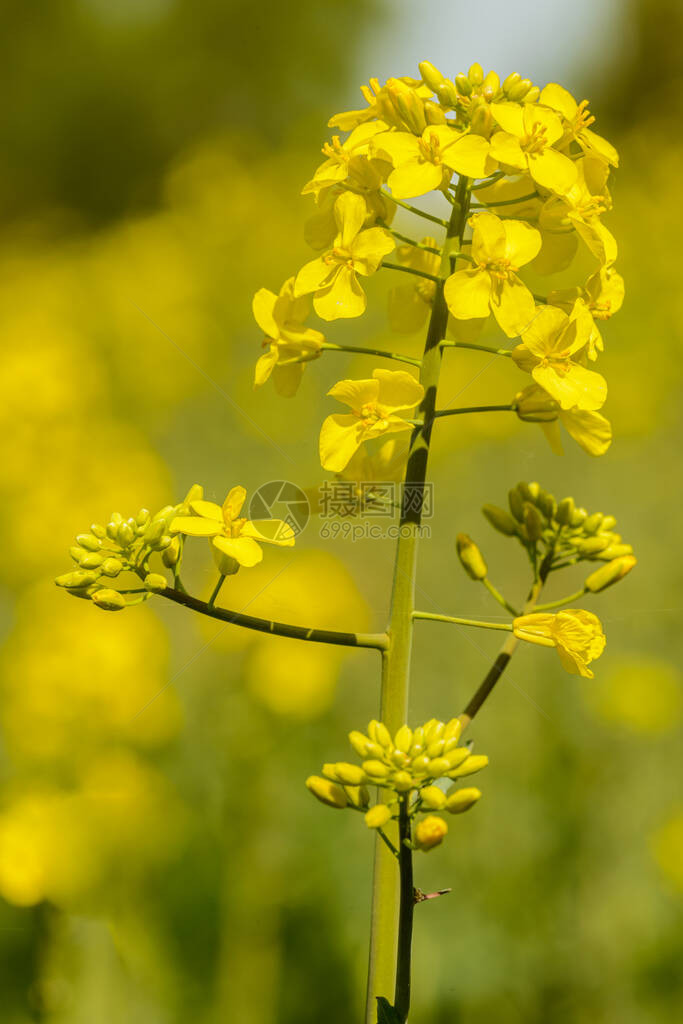 油菜籽Brassicanapus黄色花序图片