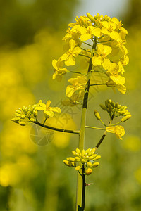 油菜籽Brassicanapus黄色花序图片