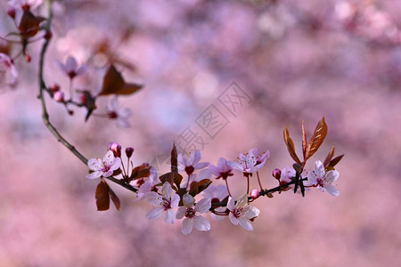 春日本樱桃花自然界盛开的多彩树图片