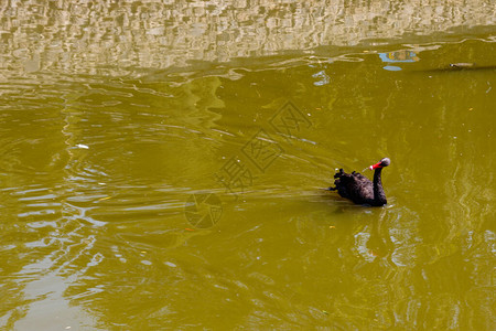 黑天鹅在湖面上游泳图片
