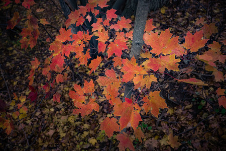 加拿大美丽的秋图片