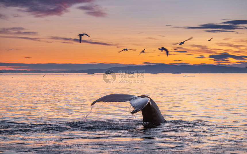 美丽的日落景观中的座头鲸图片