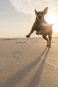日落时在海滩上快乐的跑狗跑来去图片