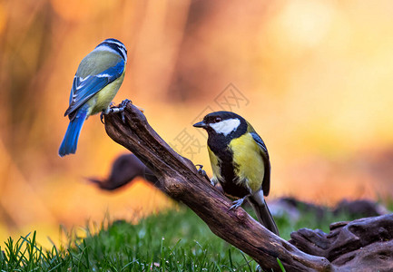 一只欧亚蓝山雀和一只大山雀栖息在森林的树枝上图片