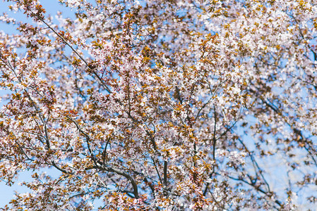 阳光明媚的日落之树上有很多樱花图片