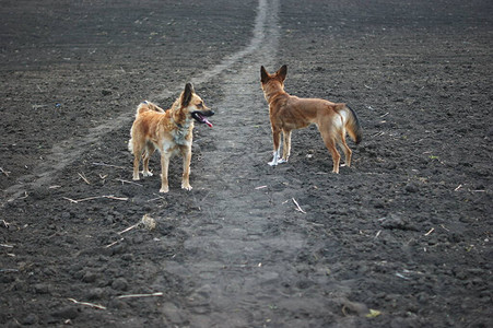 红狗在犁过的田野上图片