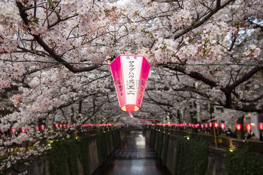 日本东京Meguro河的樱桃布花隧道图片