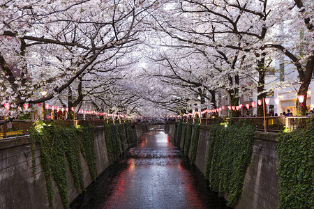 日本东京Meguro河的樱桃布花隧道图片