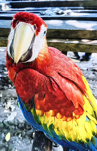 猩红色金刚鹦鹉是一种大型彩色金刚鹦鹉图片
