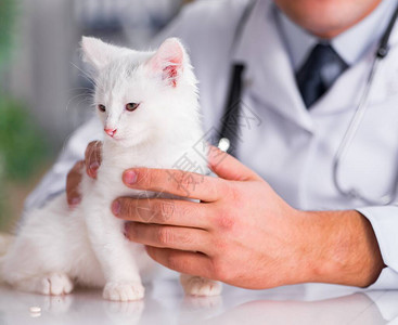 白色小猫来兽医检查图片
