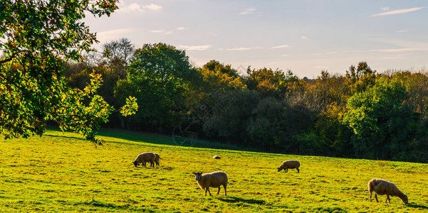 英国羊在草地上放牧图片