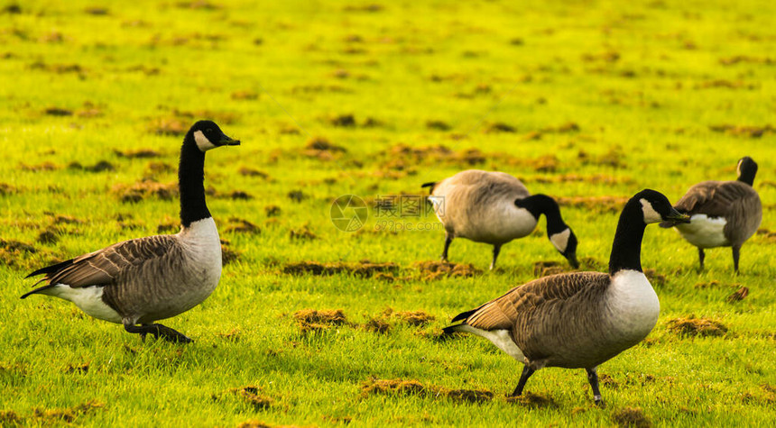 草地上的野鹅啃着草绿油的草野鸟图片