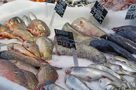 卧冰求鲤新鲜的冰冻鱼在商店出售超市冰堆中的新鲜鲑鱼鲫pelengas鲤鱼和鲶鱼在冰箱里天然成分背景