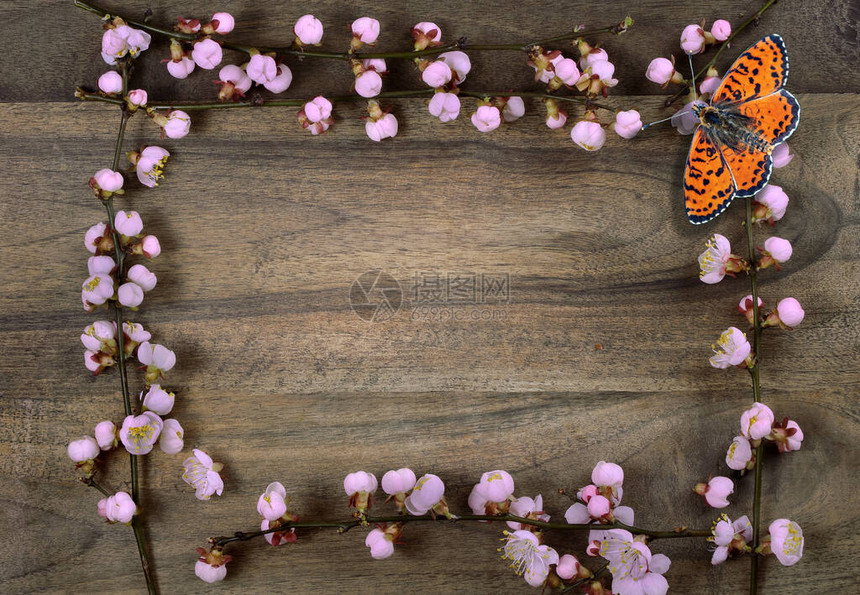 木板上的杏花和红蝴蝶图片