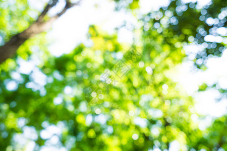 淡绿色黄树带bokoh背景自然背景图片
