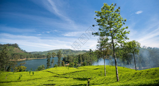 斯里兰卡Maskeliya地区美丽的茶图片
