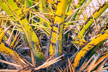 黄色和绿色的棕榈树叶图片