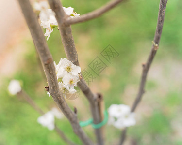 在休眠的亚洲梨树上盛开的花朵美国得克萨斯州本土后院花园竹桩绿领图片