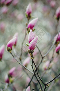 粉红色木兰花芽背景图片