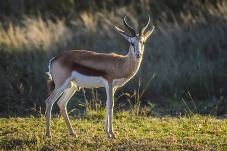 南非动物Springbok图片