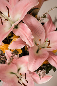 粉红百合花束图片