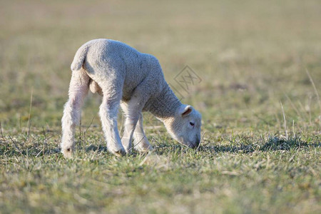 法兰羊种图片