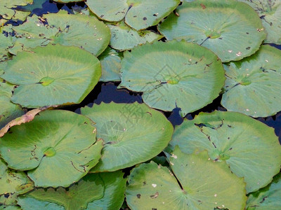 Vitoria再造水生植物在康德市的一个池塘中被发现当地背景图片