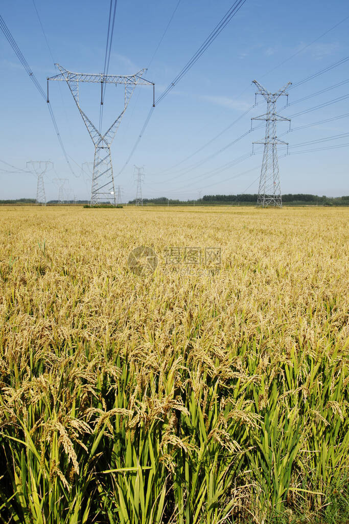 田里的稻谷和塔图片