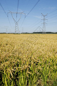 田里的稻谷和塔图片