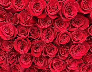 鲜花束红玫瑰绿叶背景图片