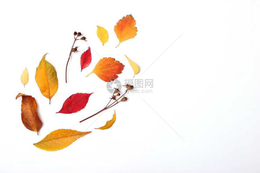 秋天的构成和秋叶图片