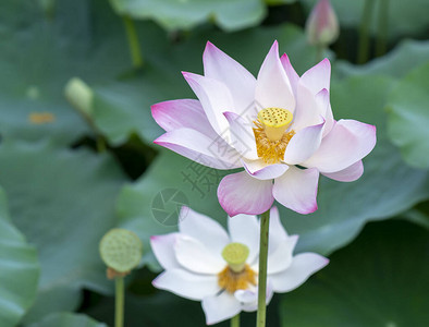 春天清晨莲花田开花图片