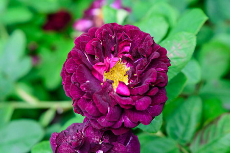 花园里一朵鲜活的深红玫瑰和绿叶的特写图片