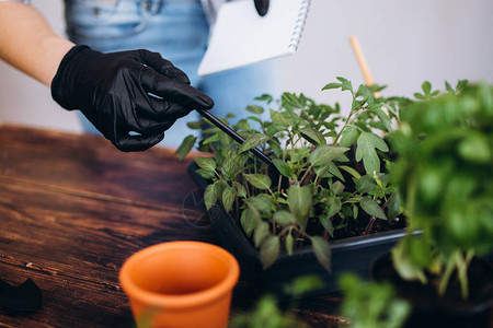 关闭室内植物的育种设想种植带有花图片