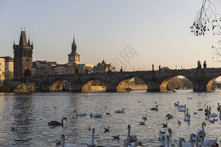 日落时在布拉格伏尔塔瓦河中洗澡的天鹅群在我们所见的城市建筑和桥梁的图片