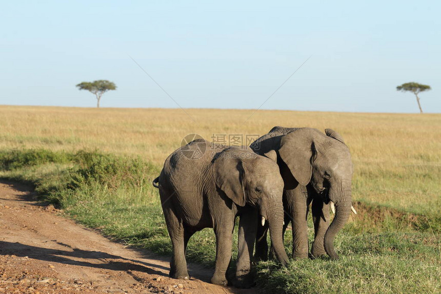 非洲荒野中的非洲大象图片