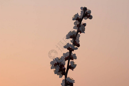 夕阳下的美枝梅花图片